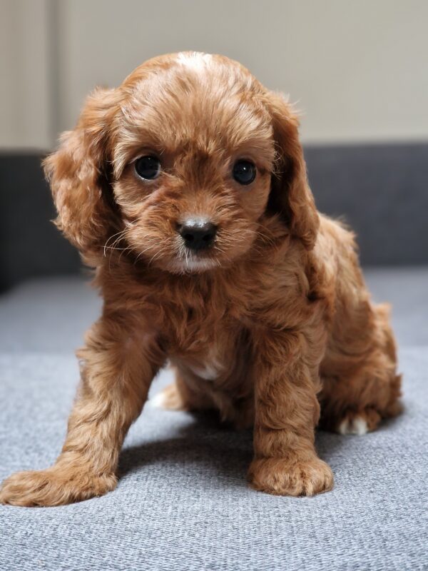 Bailey Cavapoo