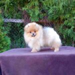 Bambino-male-pomeranian-puppy-for-sale-1 (1)