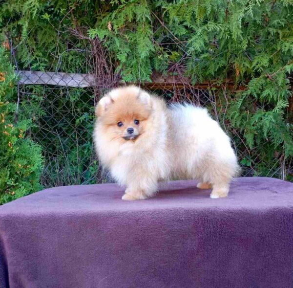 Bambino Pomeranian