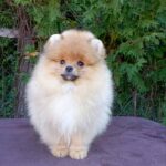 Barney Pomeranian