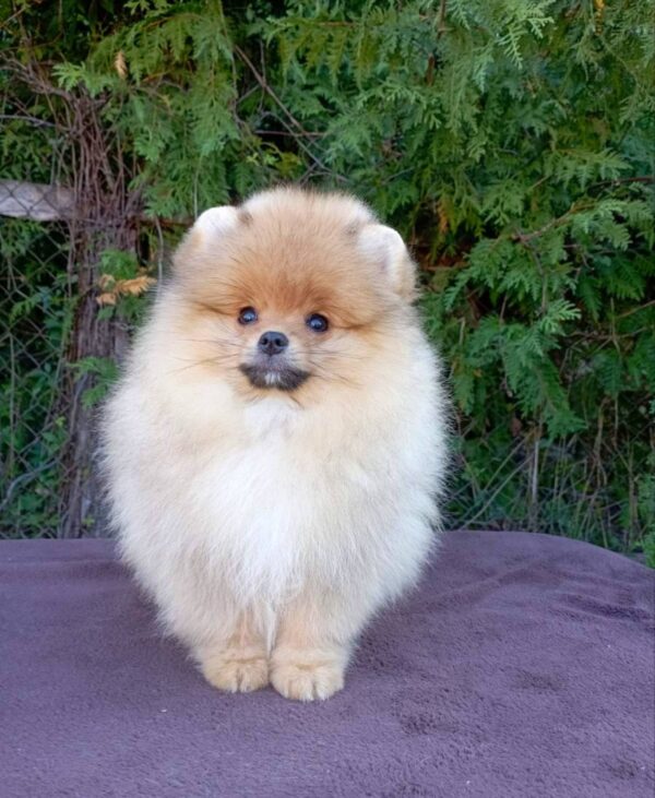 Bambino Pomeranian