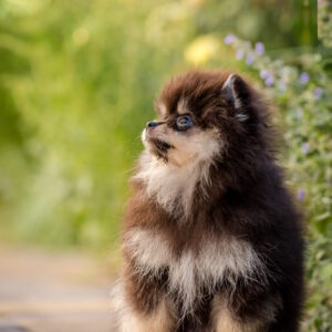Barbi Pomeranian