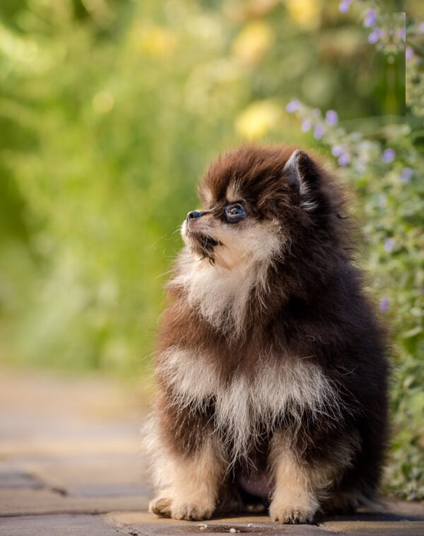 Barbi Pomeranian