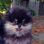 Barbi-female-pomeranian-puppy-for-sale-1 (2)