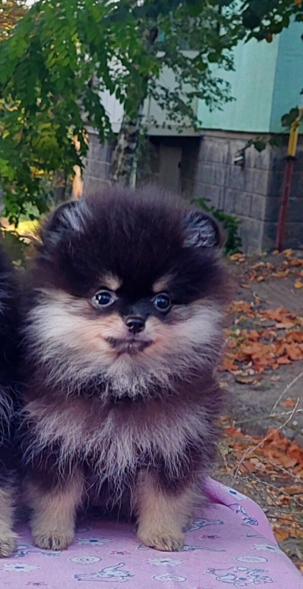 Barbi Pomeranian