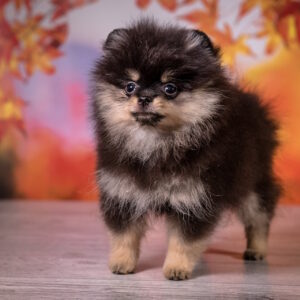 Barbi Pomeranian