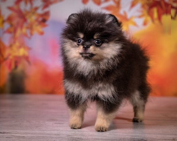 Barbi Pomeranian