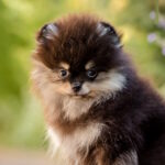 Barbi-female-pomeranian-puppy-for-sale-1 (4)