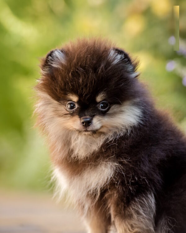 Barbi Pomeranian