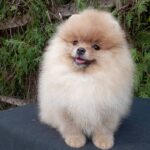 Barney-male-pomeranian-puppy-for-sale-1 (1)