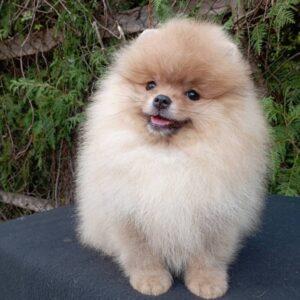 Barney Pomeranian