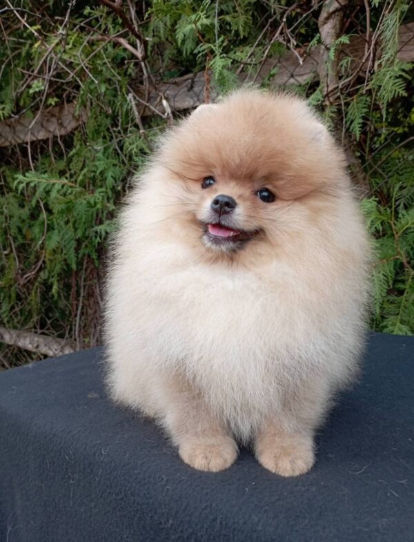 Barney Pomeranian