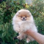 Barney-male-pomeranian-puppy-for-sale-1 (2)