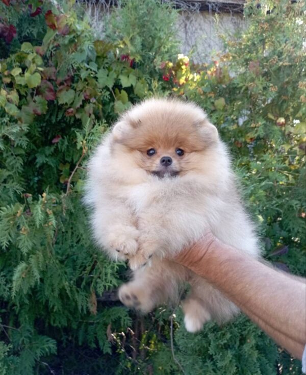 Barney Pomeranian