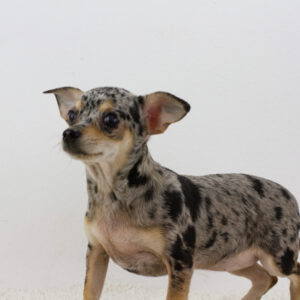 Basya Chihuahua