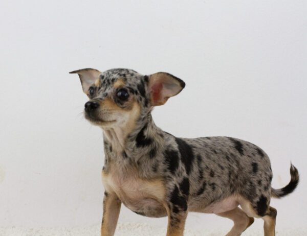 Basya Chihuahua