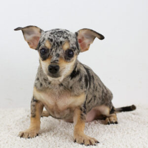 Basya Chihuahua