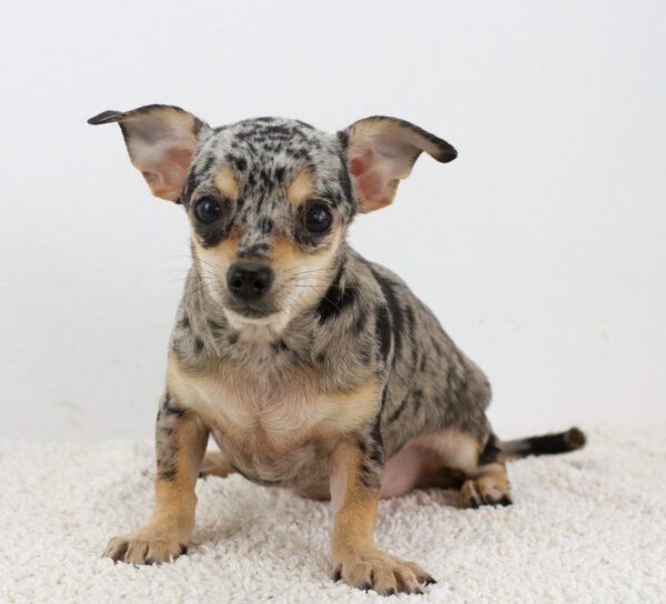 Basya Chihuahua