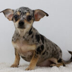 Basya-female-chihuahua-puppy-for-sale-1 (3)