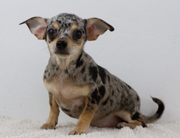 Basya Chihuahua