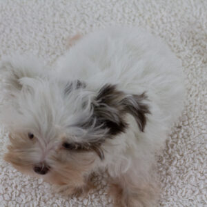 Batman Biewer Yorkshire Terrier