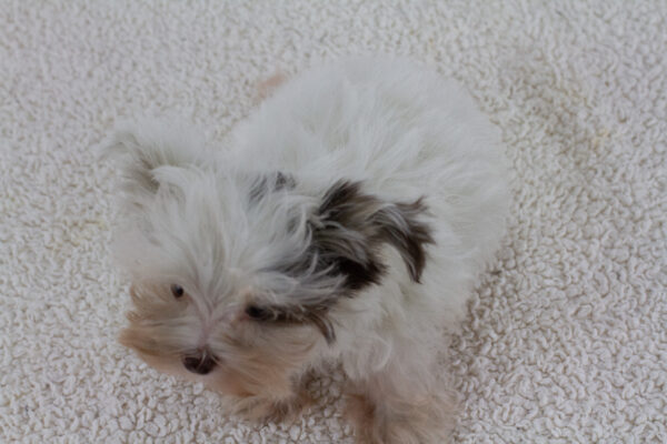 Batman Biewer Yorkshire Terrier