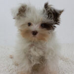 Batman-male-biewer-yorkshire-terrier-puppy-for-sale-1 (2)