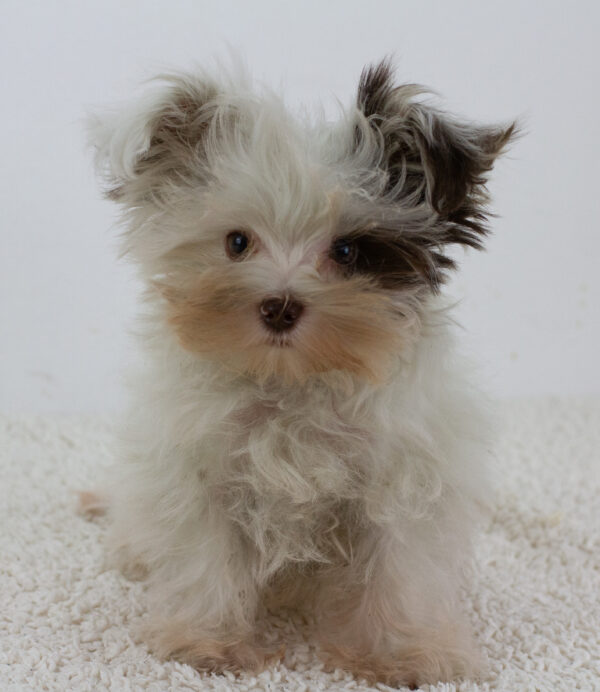 Batman Biewer Yorkshire Terrier