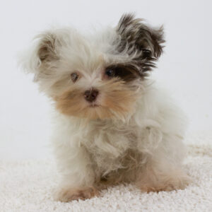 Batman Biewer Yorkshire Terrier