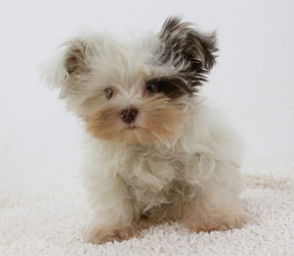 Batman Biewer Yorkshire Terrier