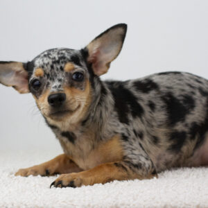 Becky Chihuahua