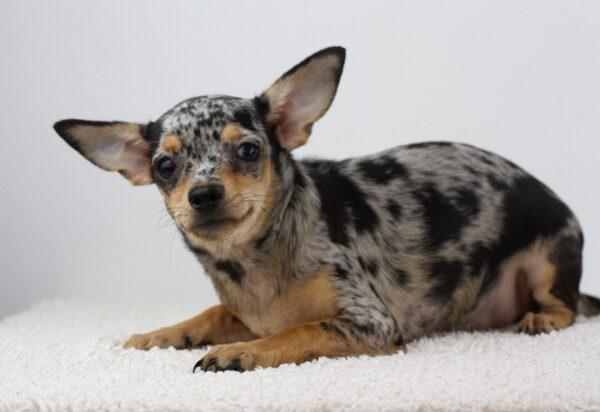 Becky Chihuahua