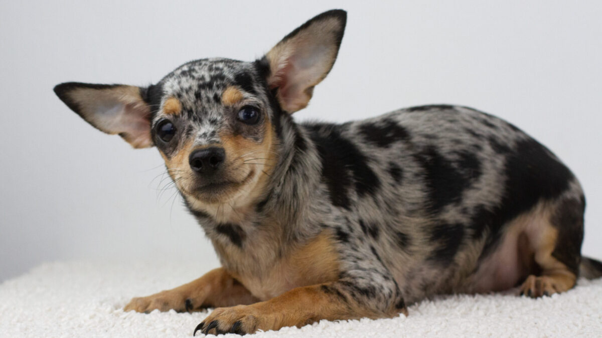 Chihuahua Dogs and Puppies for sale - Main Image