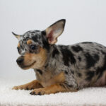 Becky-female-chihuahua-puppy-for-sale-1 (2)