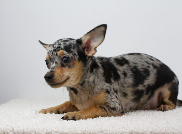Becky Chihuahua