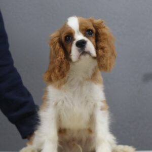 Benjamin Cavalier King Charles Spaniel