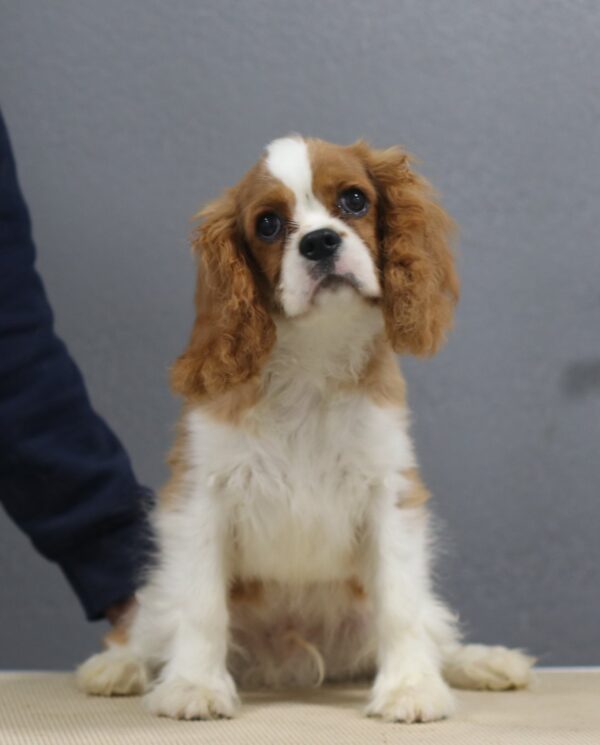Benjamin Cavalier King Charles Spaniel