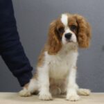 Benjamin-male-Cavalier-King-Charles-Spaniel-puppy-for-sale-1 (2)