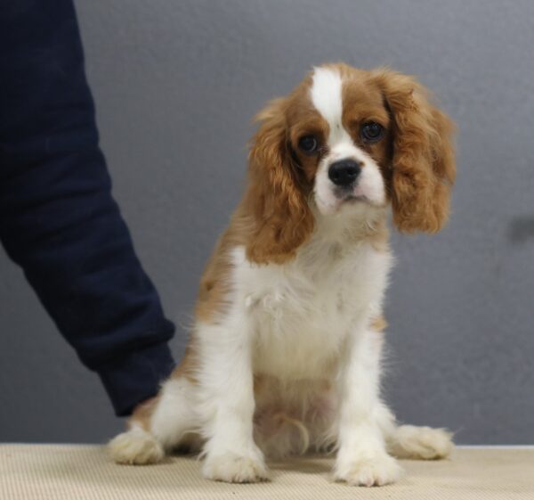 Benjamin Cavalier King Charles Spaniel