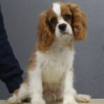 Benjamin-male-Cavalier-King-Charles-Spaniel-puppy-for-sale-1 (3)