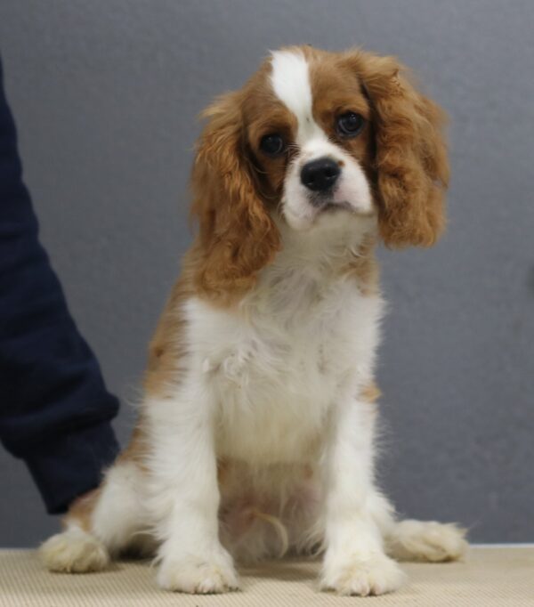 Benjamin Cavalier King Charles Spaniel