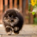 Blade-male-pomeranian-puppy-for-sale-1 (1)