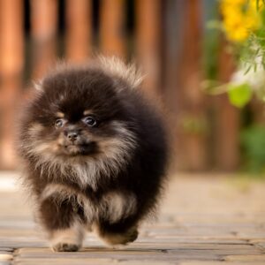 Blade Pomeranian