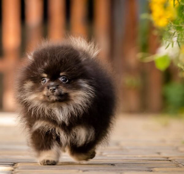 Blade Pomeranian