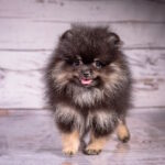 Blade-male-pomeranian-puppy-for-sale-1 (2)