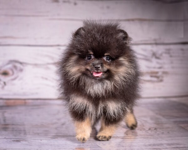 Blade Pomeranian