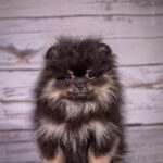 Blade-male-pomeranian-puppy-for-sale-1 (3)