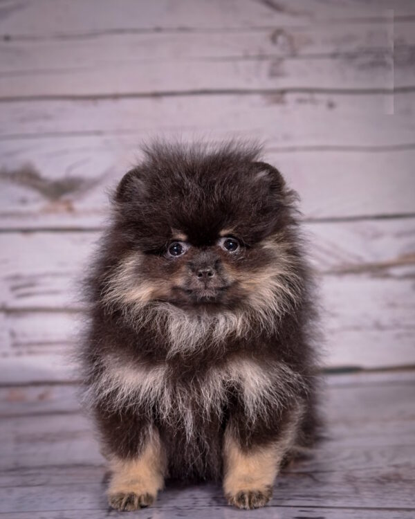 Blade Pomeranian