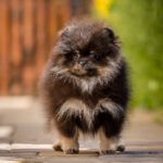 Aldo Pomeranian