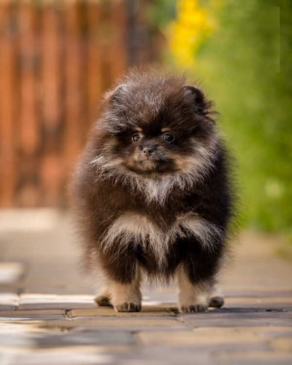 Blade Pomeranian